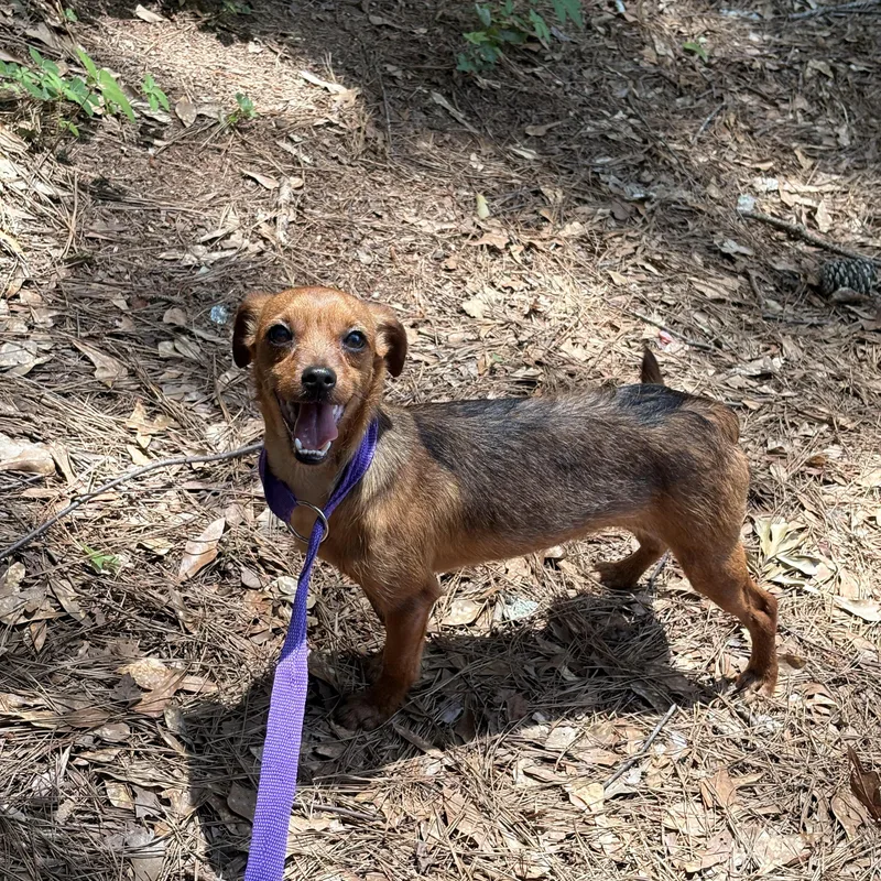 A young small-sized male Chiweenie dog named Woody for adoption in atlanta, GA