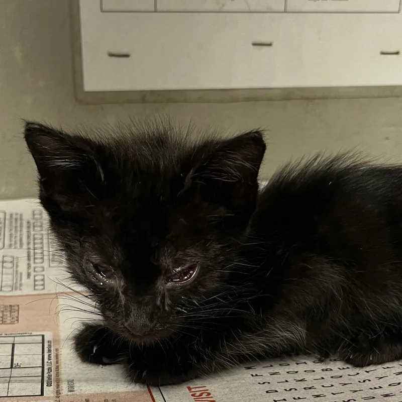 A baby small-sized male Black Domestic Short Hair cat named Ross for adoption in Yuma, AZ