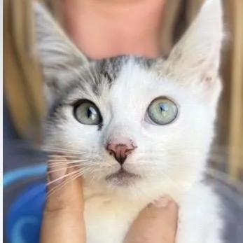 A baby medium-sized female White Domestic Short Hair cat named Tabitha for adoption in Santa Rosa, CA