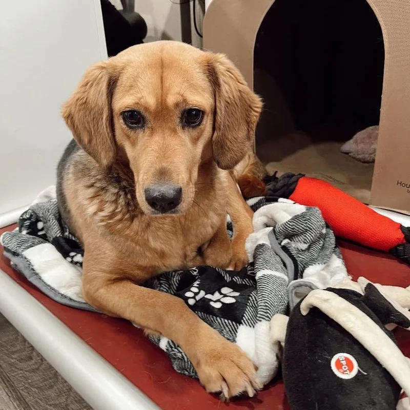 Tisserie thumbnail 2