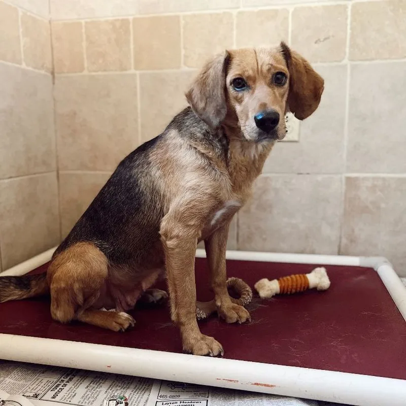 Tisserie thumbnail 4