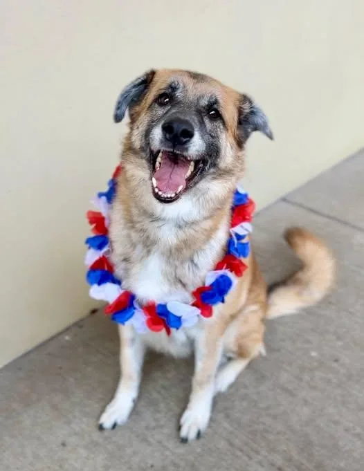 An adult large-sized female German Shepherd Dog dog named Lana for adoption in McKinney, TX