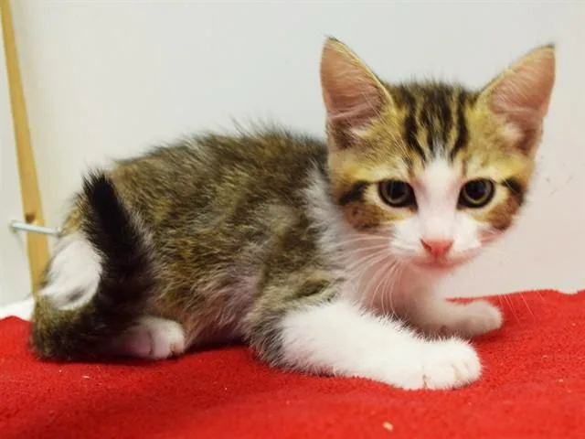 A baby small-sized male Domestic Short Hair cat named Fletch for adoption in Sacramento, CA