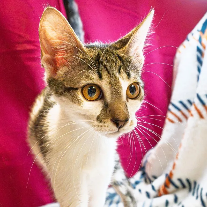 A baby small-sized female Brown / Chocolate Domestic Short Hair cat named Marsha for adoption in South Elgin, IL
