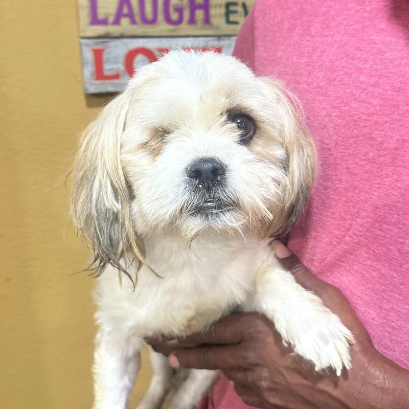 A young small-sized male Shih Tzu dog named LaMarcus Local November for adoption in Brookshire, TX