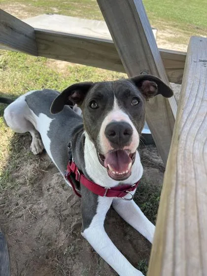 An adult large-sized male Mixed Breed dog named Moxon for adoption in Manteo, NC