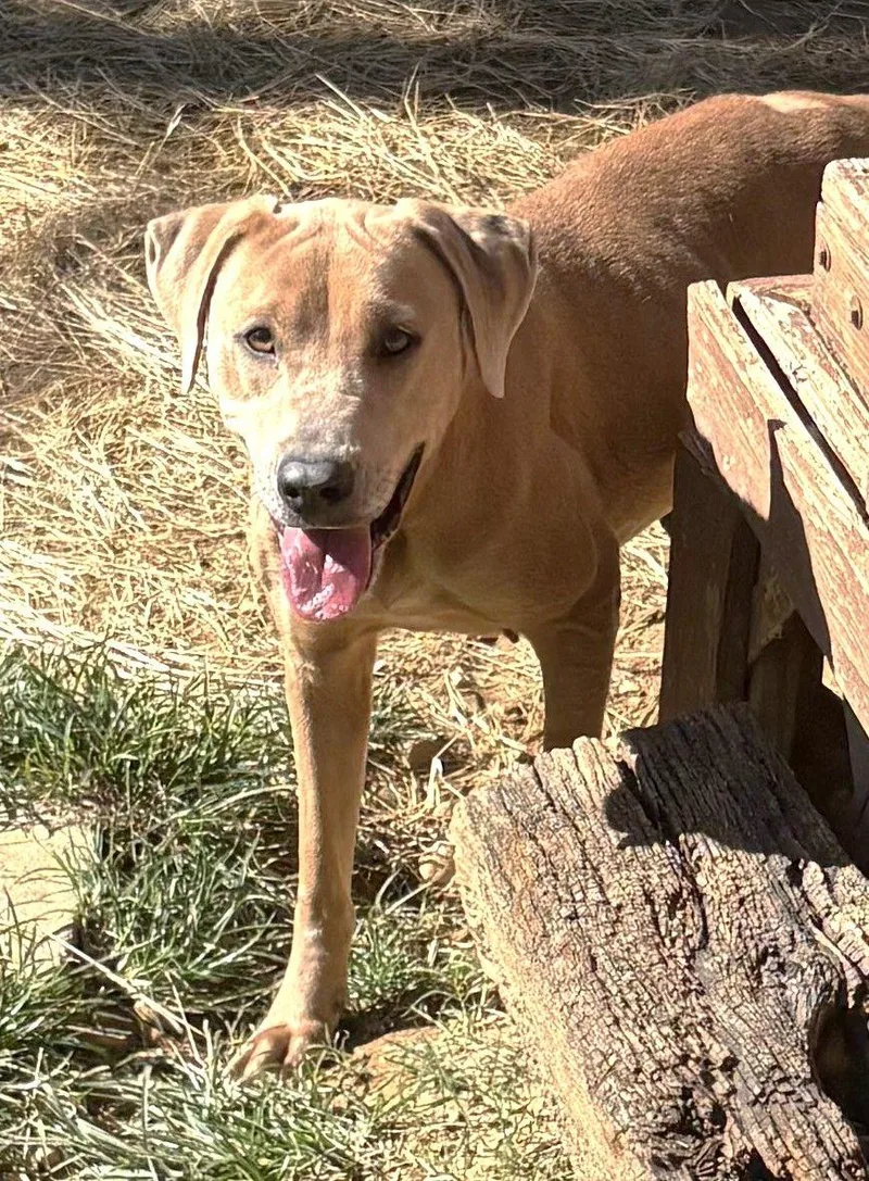 An adult large-sized female Pit Bull Terrier dog named Harley for adoption in Wetumpka, AL