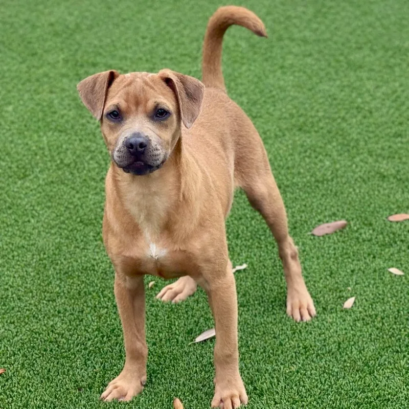 A baby small-sized male Yellow / Tan / Blond / Fawn Pug dog named Gouda  My Mom for adoption in Hondo, TX