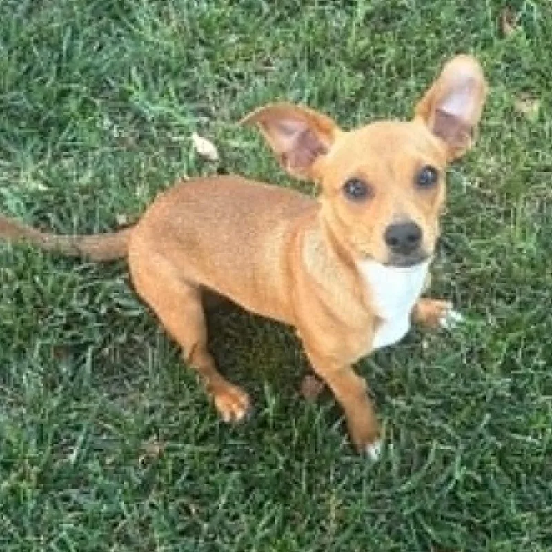 A young small-sized male Brown / Chocolate Chihuahua dog named Louie for adoption in Olathe, KS