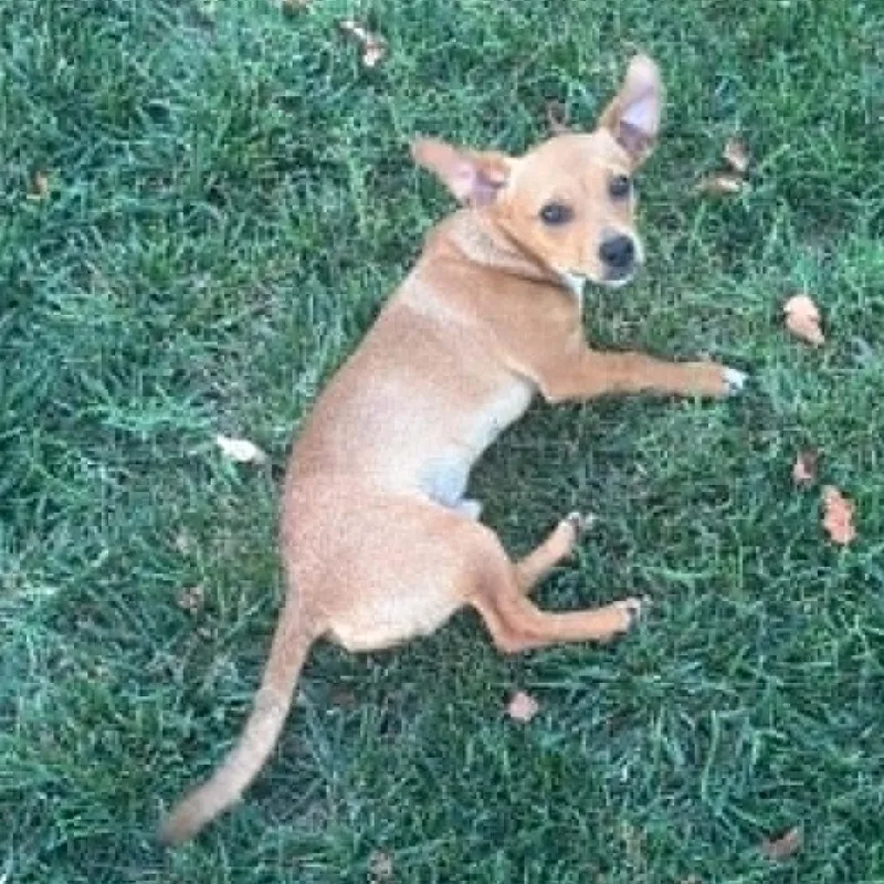 Louie thumbnail 2