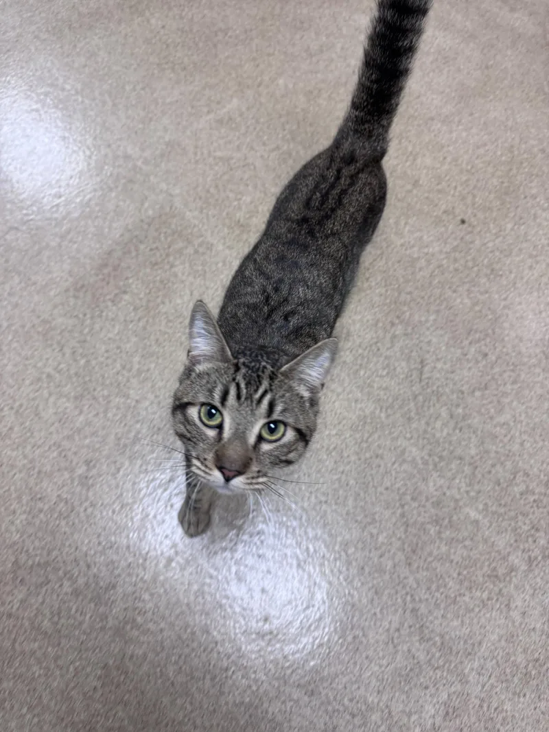 An adult medium-sized male Domestic Short Hair cat named Dean for adoption in Brick, NJ