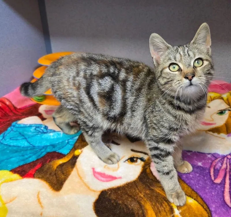 A baby small-sized female Domestic Short Hair cat named Rainbow Sprinkles for adoption in Liverpool, NY