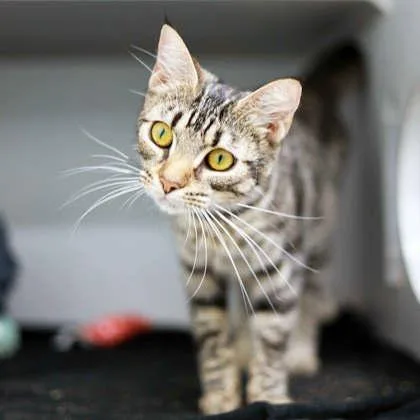 A young small-sized female Gray / Blue / Silver Domestic Short Hair cat named Hanna for adoption in Atlanta, GA