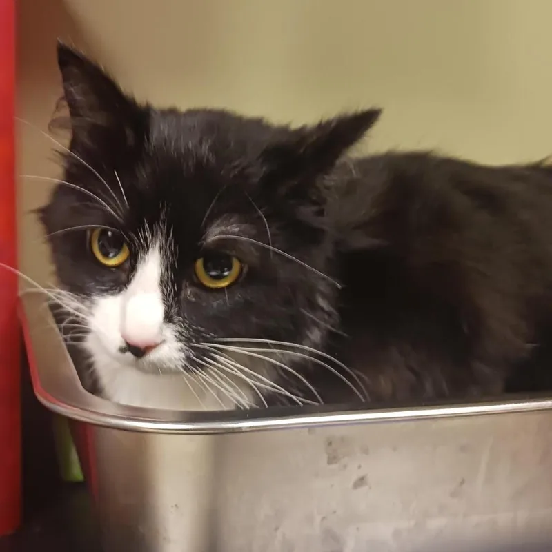 A young medium-sized female Black Domestic Short Hair cat named Zaria for adoption in Baltimore, MD