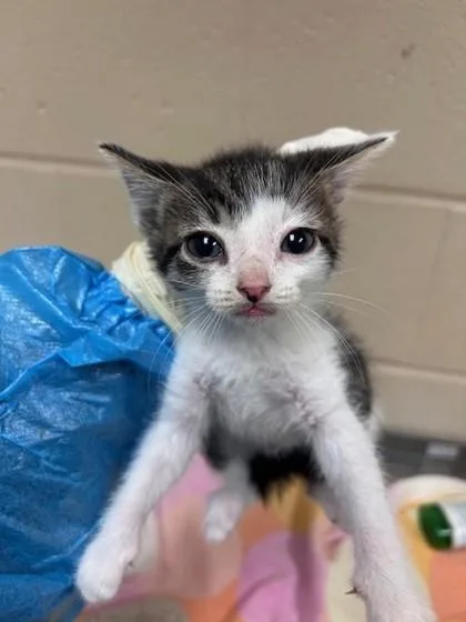 A baby small-sized male Domestic Short Hair cat named Cheer Bear for adoption in Irving, TX