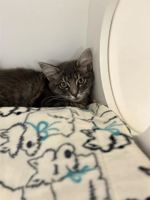 A young small-sized female Domestic Long Hair cat named Feather for adoption in Sugar Land, TX