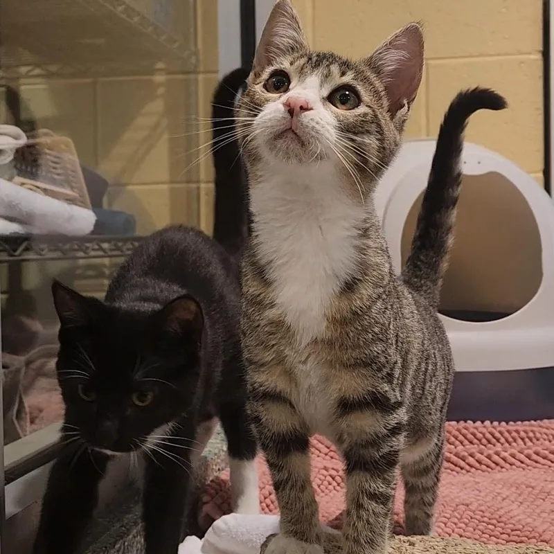 A baby medium-sized female Tabby (Brown / Chocolate) Domestic Short Hair cat named Fish Stick for adoption in Charleston, SC