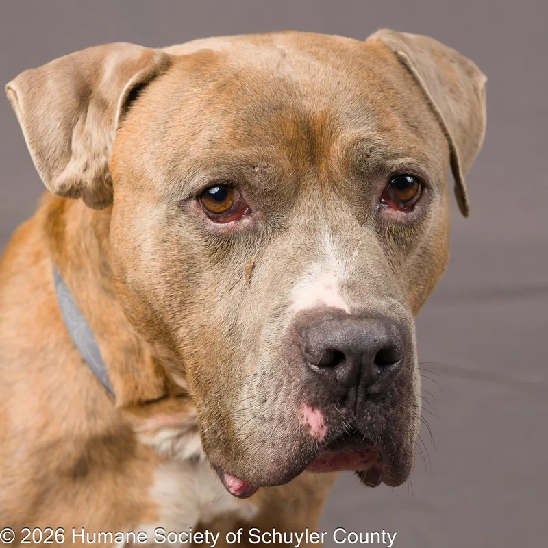 An adult large-sized male Brindle American Bully dog named Bleu for adoption in Montour Falls, NY