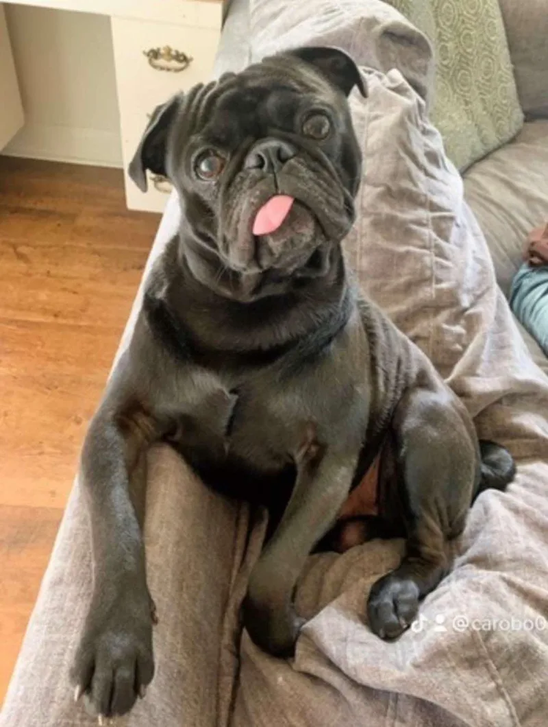 Mochi thumbnail 2