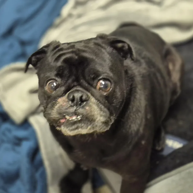 Mochi thumbnail 3