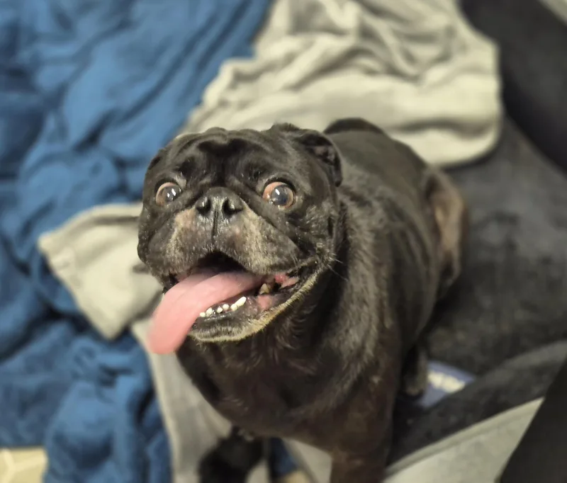 Mochi thumbnail 5
