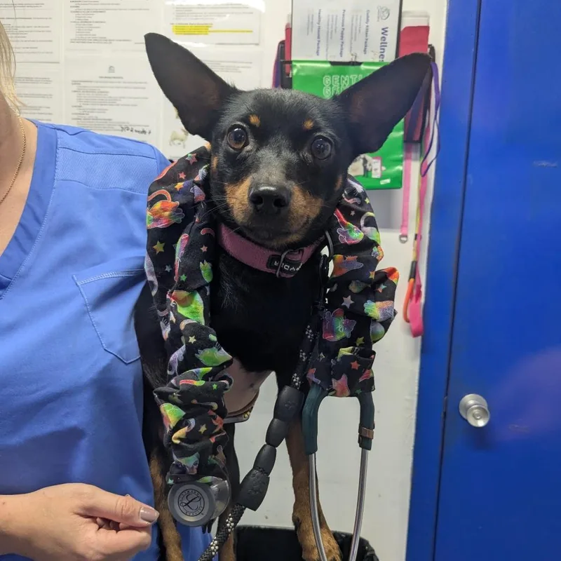 An adult small-sized female Chihuahua dog named Margaret for adoption in Wahiawa, HI