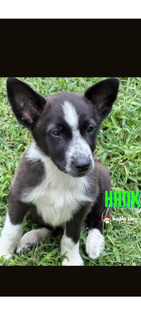 Hank