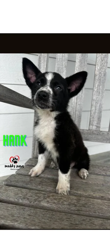 Hank thumbnail 2