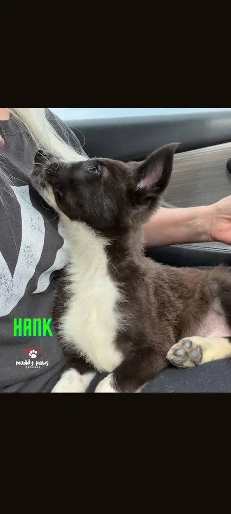 Hank thumbnail 3