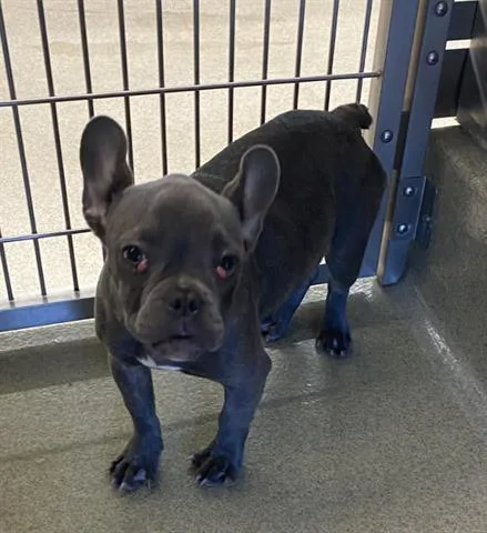 A baby small-sized female French Bulldog dog named Blueberry for adoption in San Martin, CA