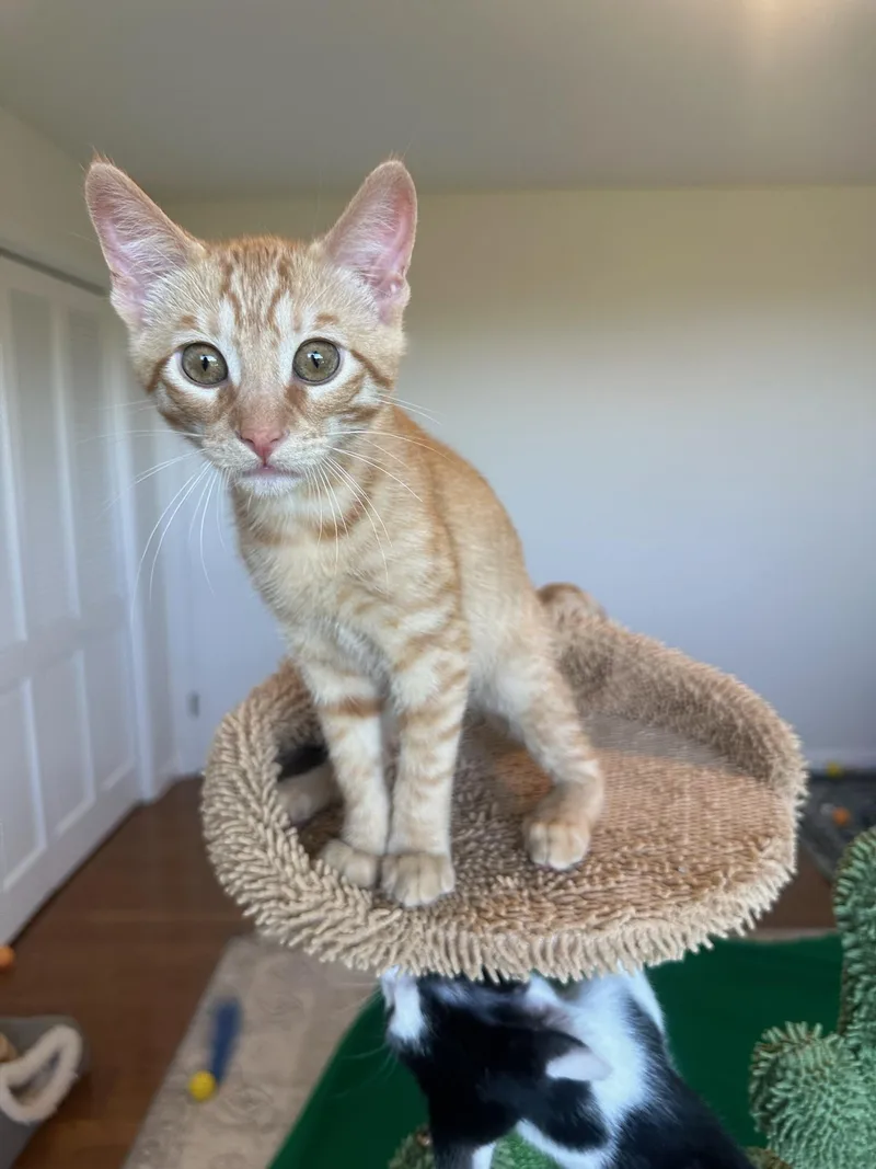 A young small-sized male Buff / Tan / Fawn Domestic Short Hair cat named Crush for adoption in Los Altos Hills, CA