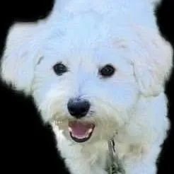 A young small-sized male White / Cream Maltese dog named Milo for adoption in Gulfport, MS