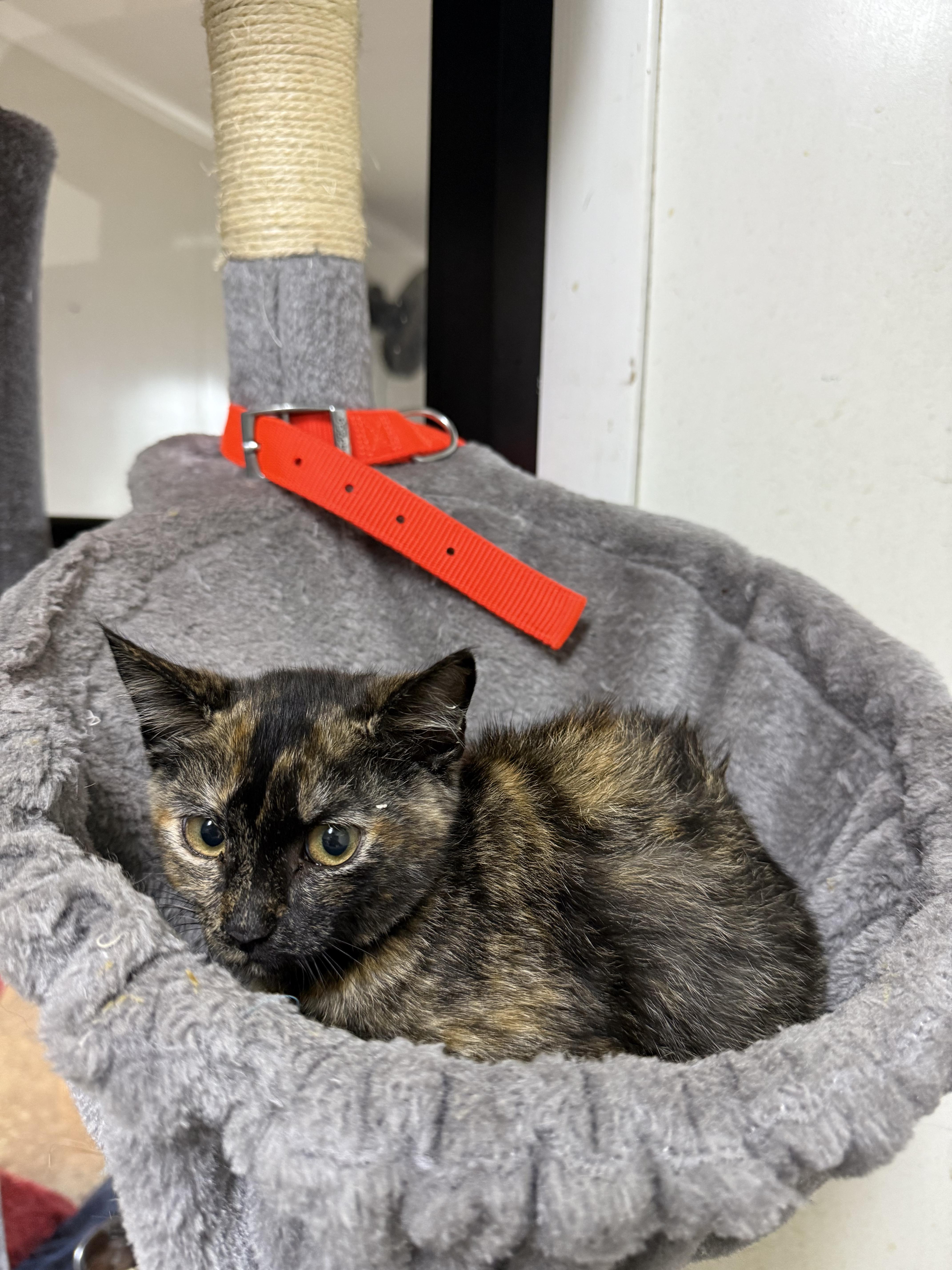 A baby small-sized female Tortoiseshell cat named Buttercup for adoption in Hendersonville, TN