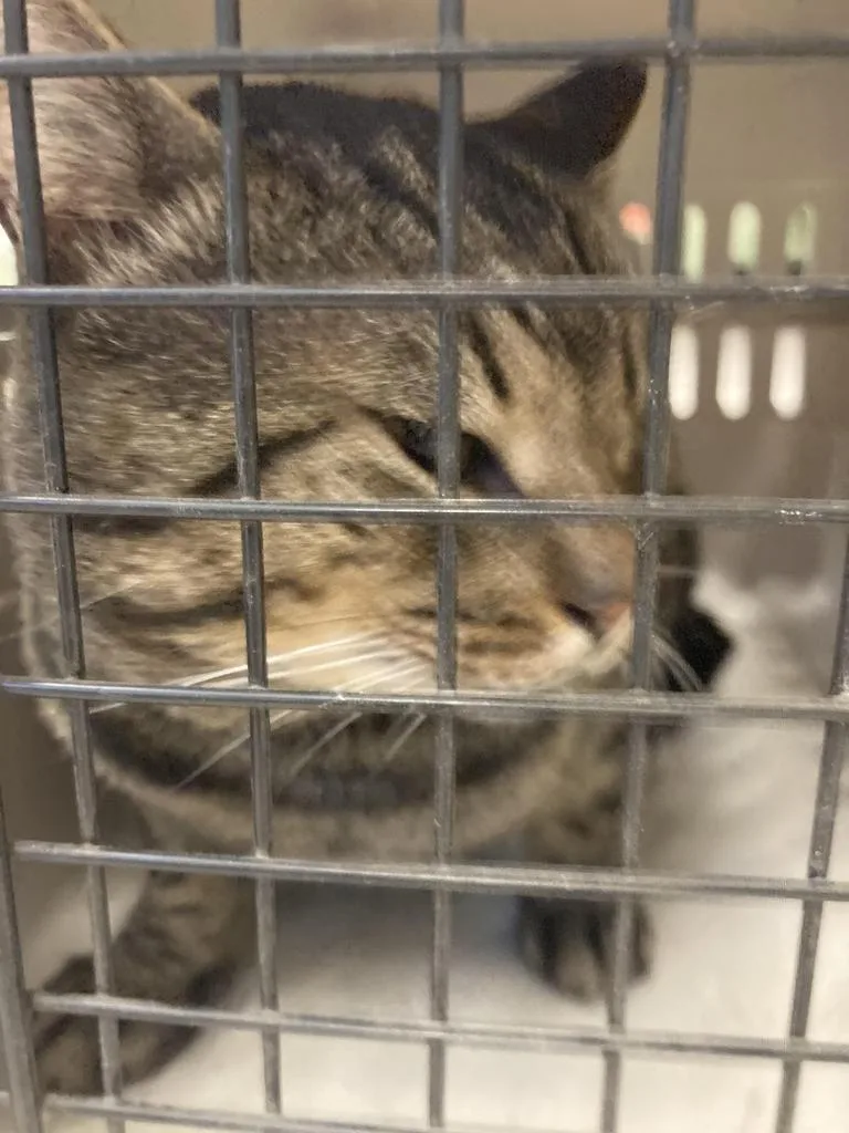 An adult medium-sized male Domestic Short Hair cat named Diomedes for adoption in Burnsville, NC