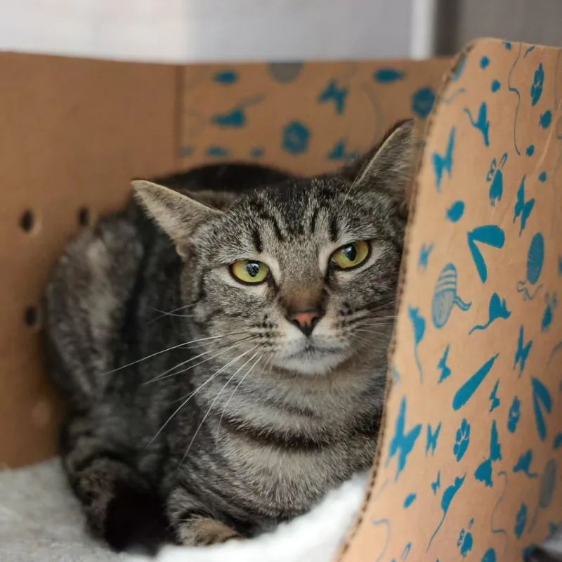 A young medium-sized female Brown / Chocolate Domestic Short Hair cat named Little Lady for adoption in Santa Barbara, CA
