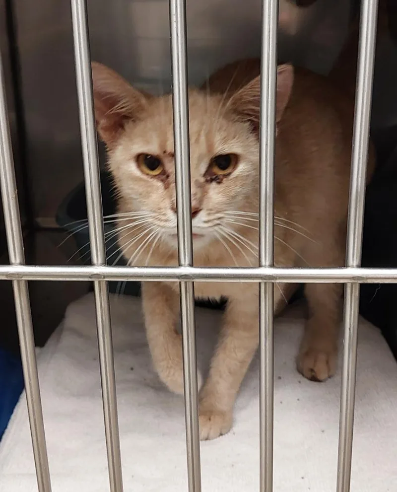 A young medium-sized female Domestic Short Hair cat named Fifi for adoption in Mocksville, NC