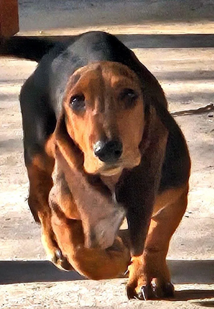 A baby medium-sized female Basset Hound dog named Rosie for adoption in Mays Landing, NJ