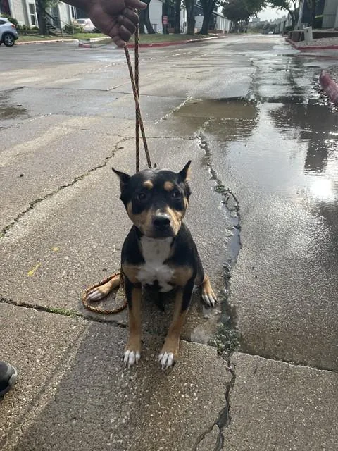 A young medium-sized female Mixed Breed dog named Peaches for adoption in Dallas, TX