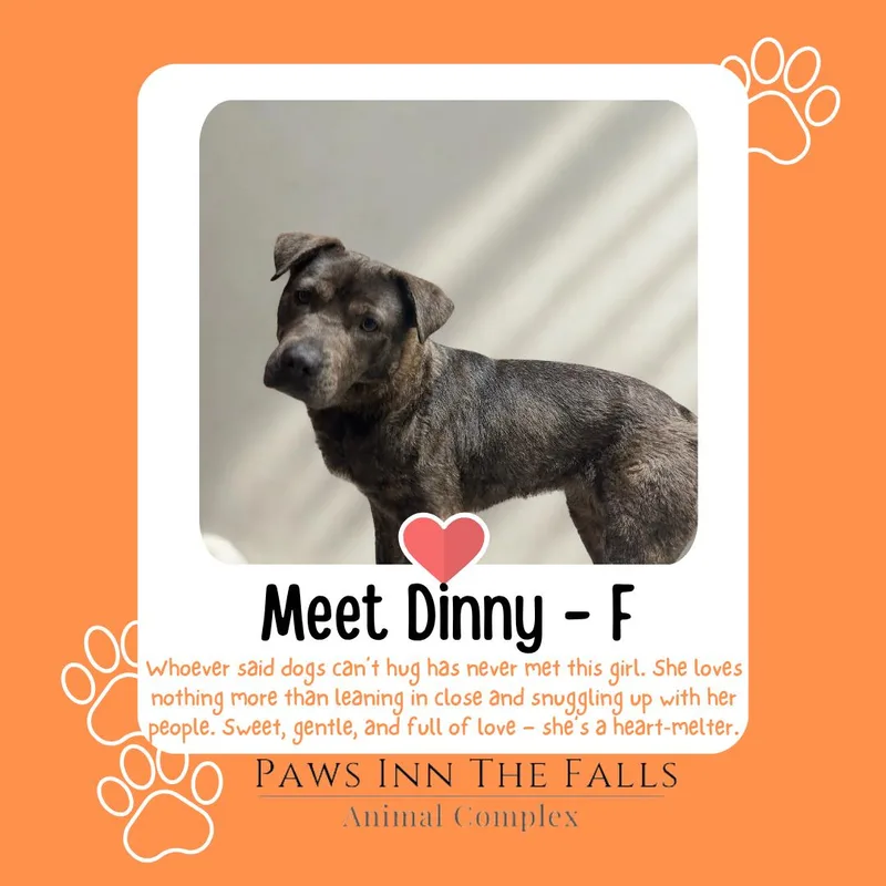 A young medium-sized female Bicolor Pit Bull Terrier dog named Dinny for adoption in Wheatfield, NY