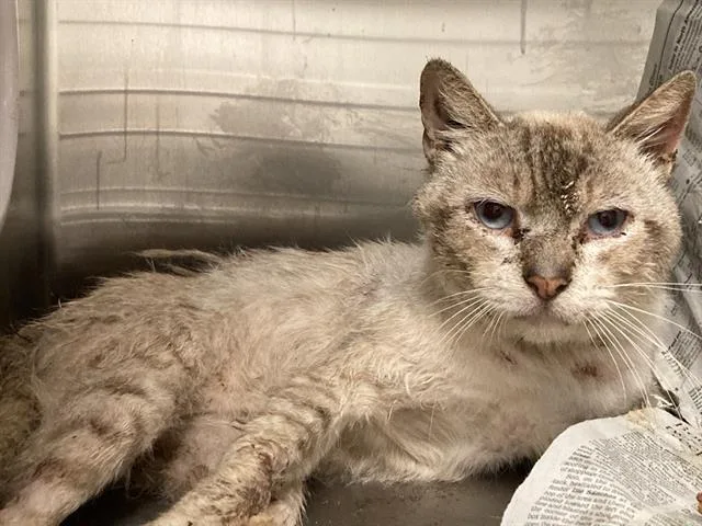 An adult small-sized male Siamese cat named Haldir for adoption in Tustin, CA