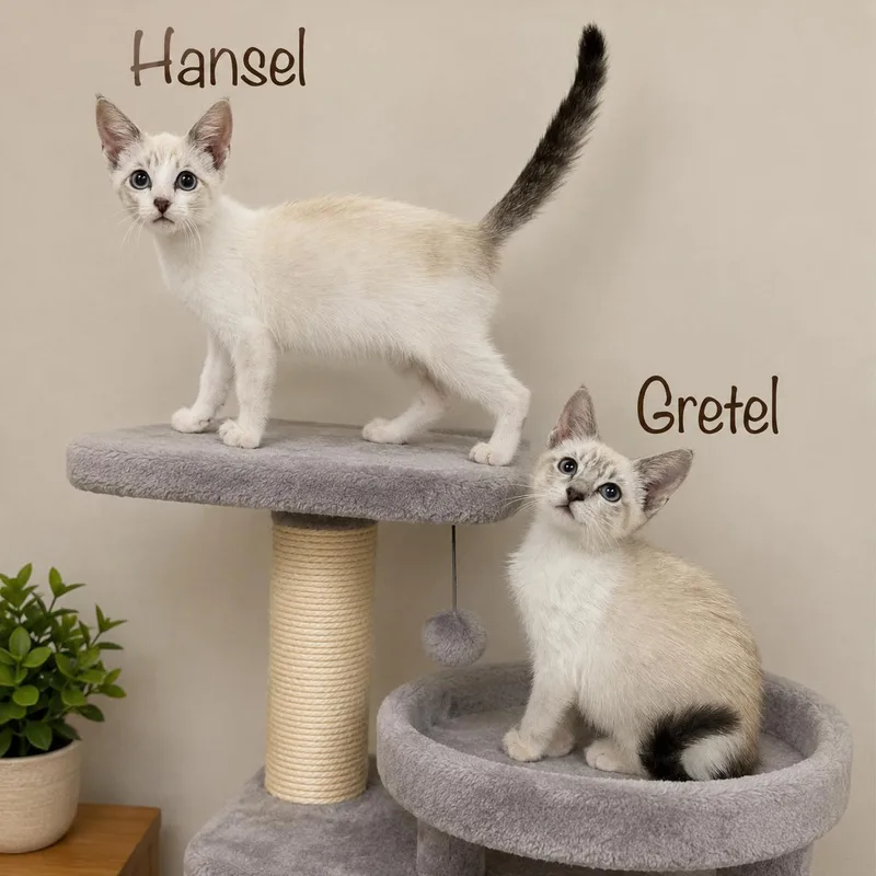 Gretel thumbnail 4
