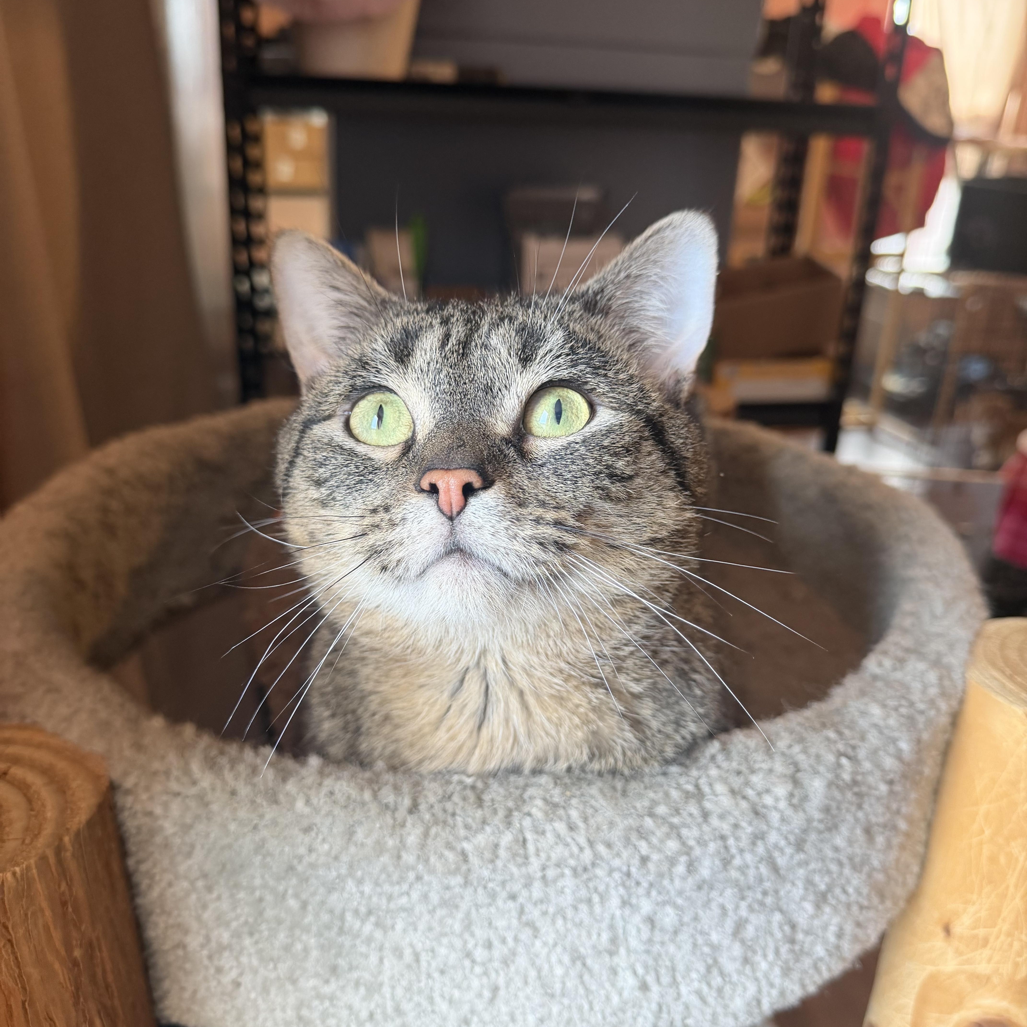 A young medium-sized male Tabby (Brown / Chocolate) Domestic Short Hair cat named Baker for adoption in Hudson, NY