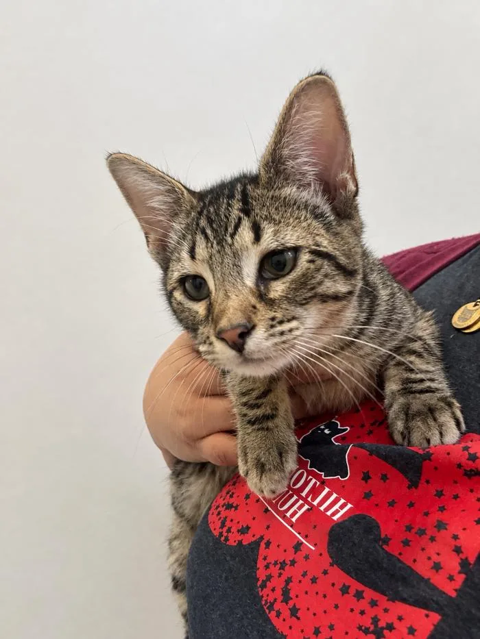 A young small-sized male Domestic Short Hair cat named Dean for adoption in Hilton Head Island, SC