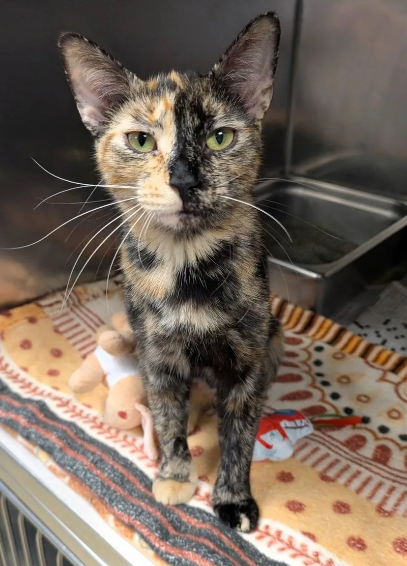 A young medium-sized female Tortoiseshell Domestic Short Hair cat named Amarantha for adoption in Clayton, NJ