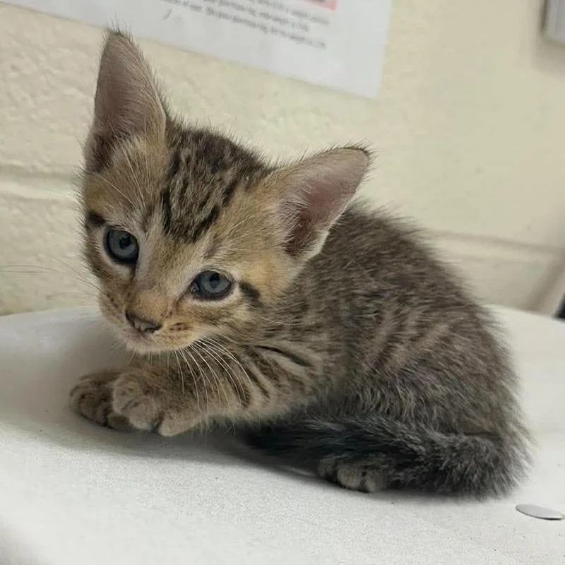 A baby small-sized male Brown / Chocolate Domestic Short Hair cat named Aladdin for adoption in Bastrop, TX