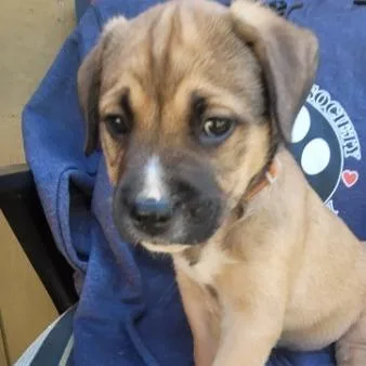 A baby small-sized male Mixed Breed dog named Tex for adoption in Allyn, WA