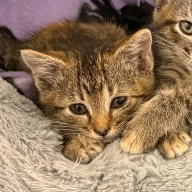A baby small-sized female Torbie Domestic Short Hair cat named Billie for adoption in Talent, OR