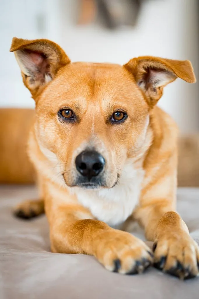 A young medium-sized male Cattle Dog dog named Jermaine for adoption in Fort Lupton, CO