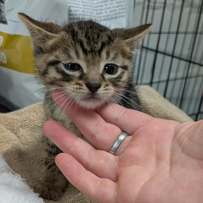 A baby small-sized male Brown / Chocolate Domestic Short Hair cat named Tabbyblack for adoption in Greenville, PA