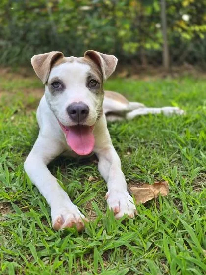 A baby small-sized female Mixed Breed dog named Buffet for adoption in Chamblee, GA